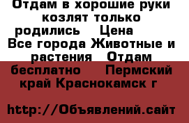 Отдам в хорошие руки козлят.только родились. › Цена ­ 20 - Все города Животные и растения » Отдам бесплатно   . Пермский край,Краснокамск г.